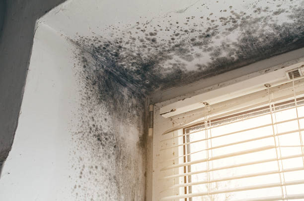 Affordable Crawl Space Mold Removal solutions in Willow Spring, NC